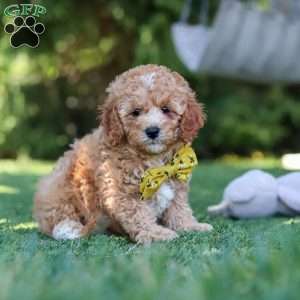 Shepherd, Cavapoo Puppy